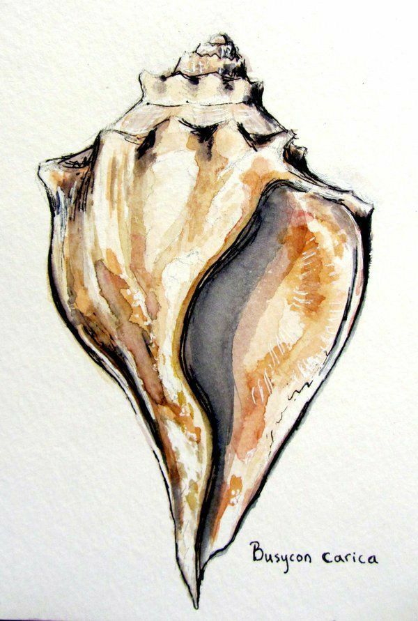 a watercolor painting of a sea shell on white paper with the words baygon caxica written below it