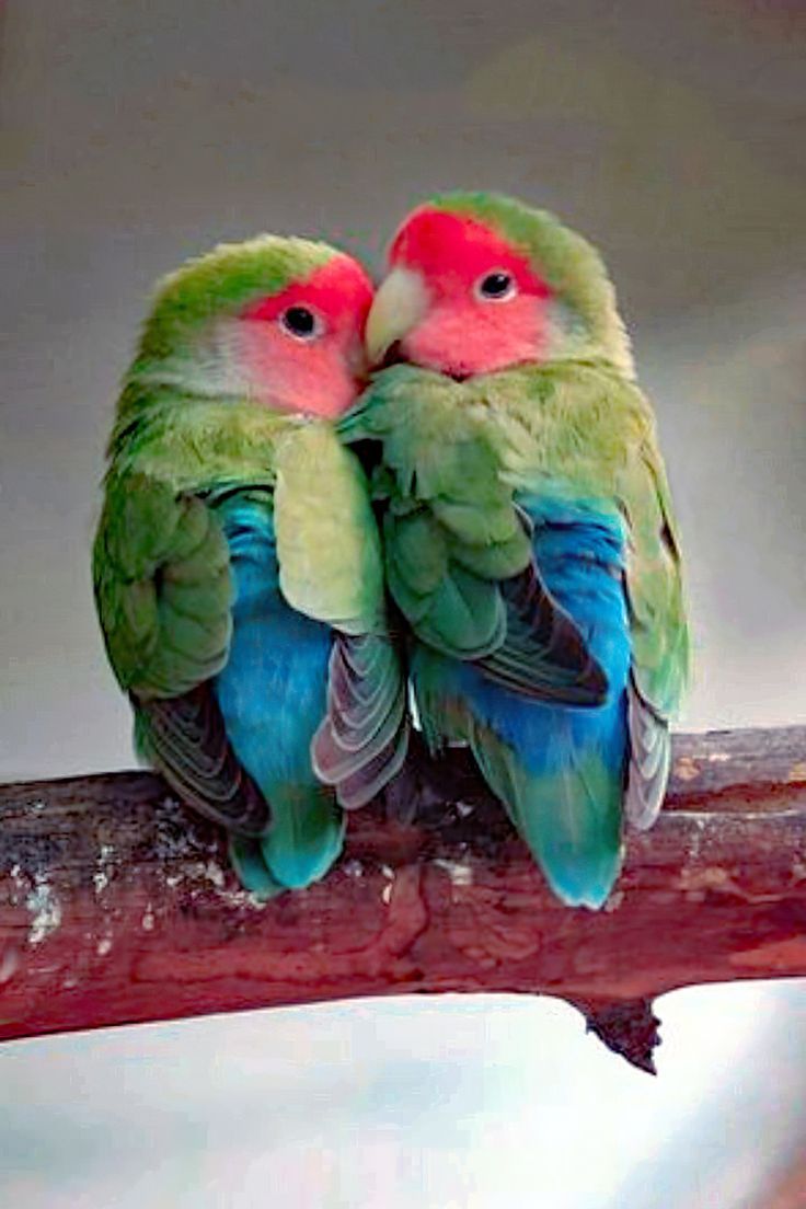 two green and red birds sitting on top of a tree branch next to each other