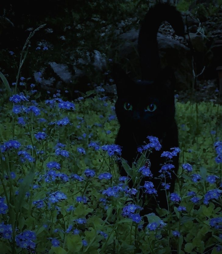 a black cat sitting in the middle of some blue wildflowers at night time