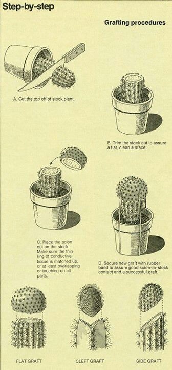 the instructions for how to grow cactuses in pots