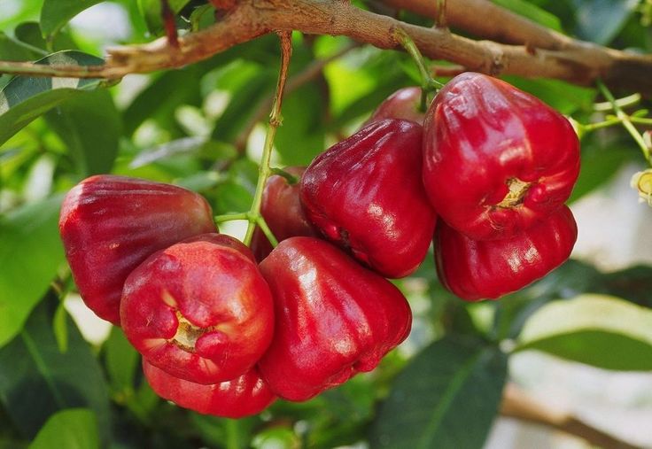 red peppers hanging from a tree with green leaves