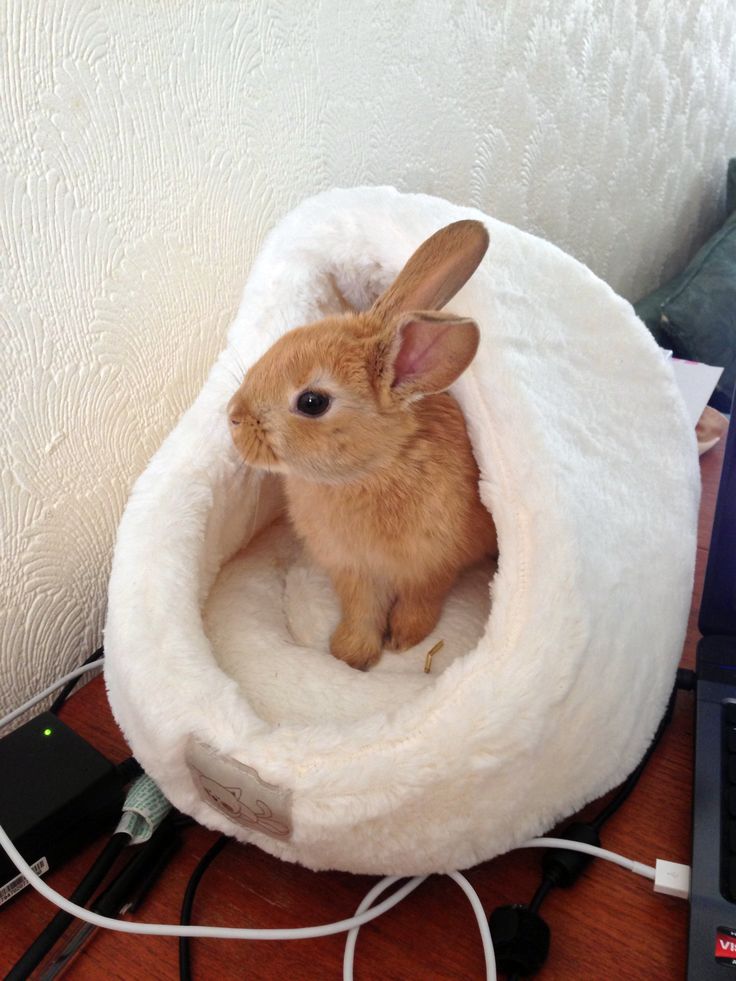 a small rabbit sitting in a bed on top of a desk