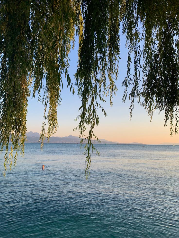 two people swimming in the ocean under a tree