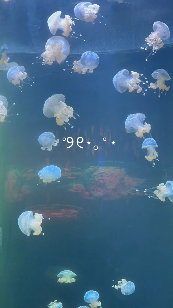 many jellyfish are swimming in an aquarium