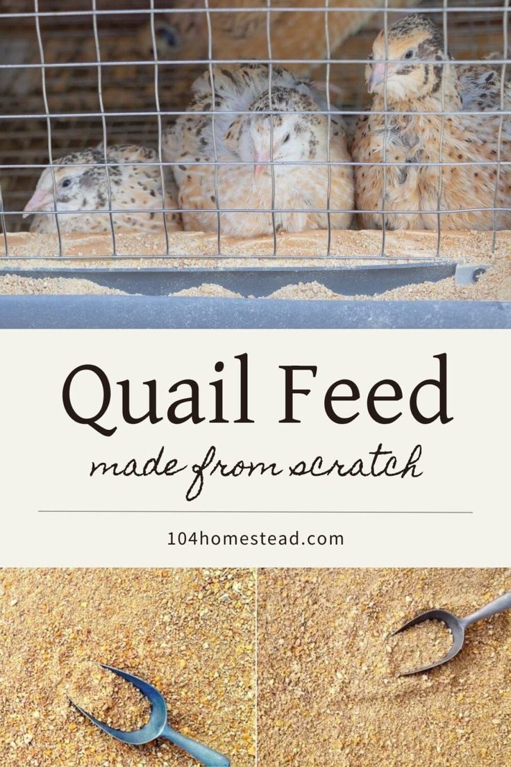 two birds in a cage with the words quail feed made from scratch