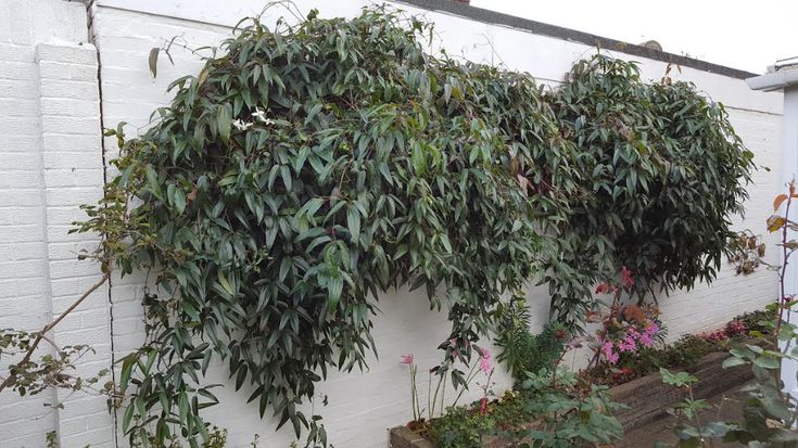 a white wall covered in lots of green plants