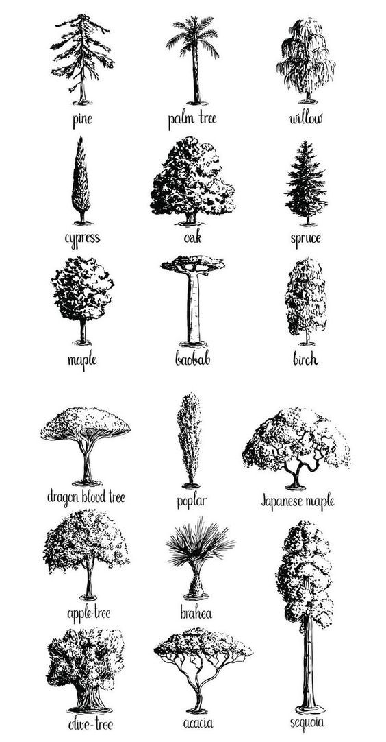 the different types of trees and their names