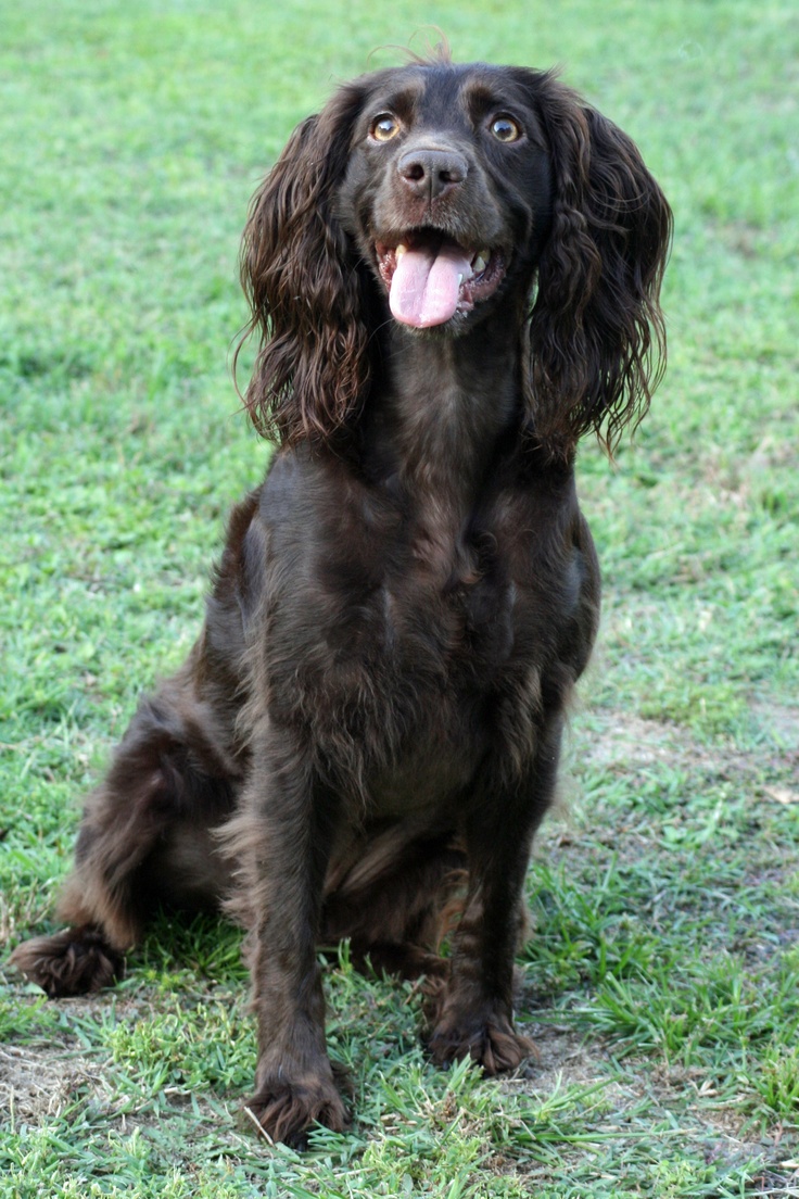 a brown dog sitting in the grass with its tongue out and it's mouth open