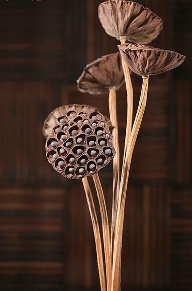 two brown flowers in a vase on a table