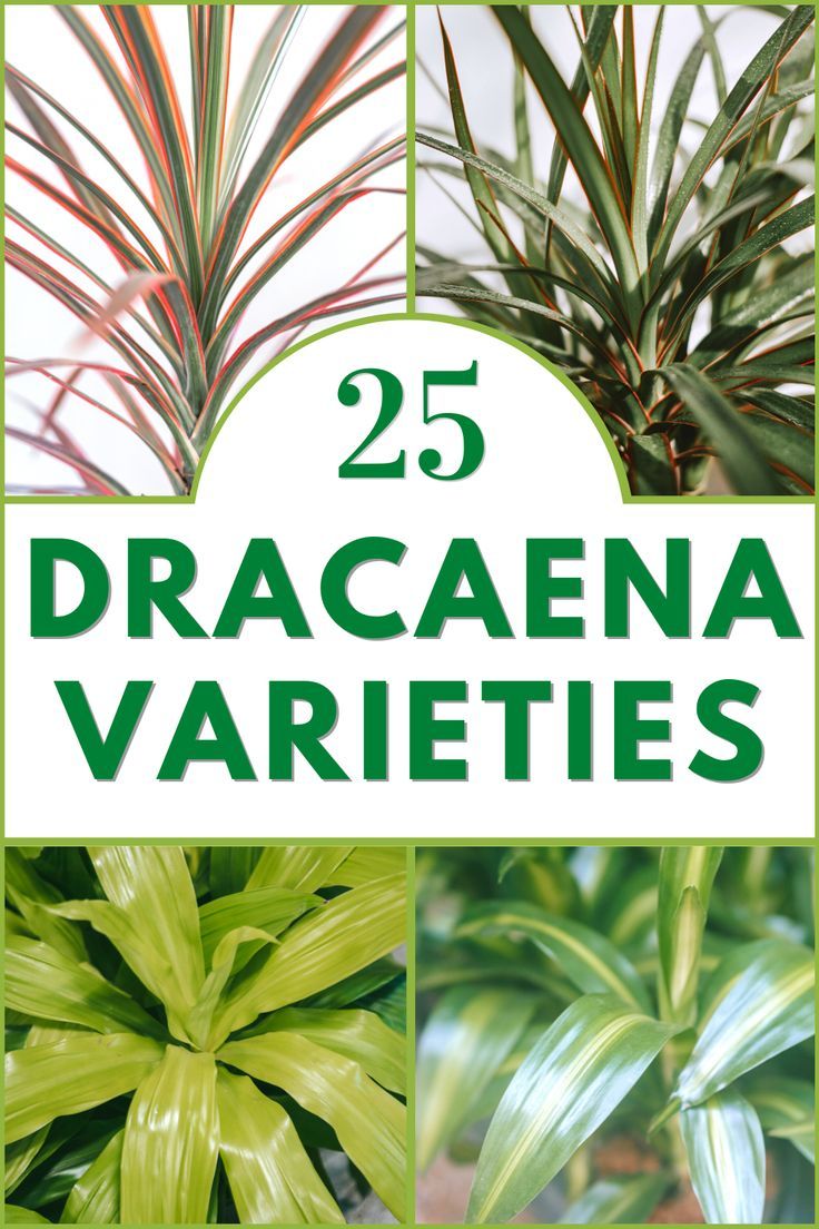 Dracaena Varieties Indoor Tropical Plants Houseplant, Corn Plant Dracaena, How To Care For Dracaena Plant, Dracaena Plant Care Houseplant, Dracaena Fragrans Plant Care, Dracena Plant Types, Tropical House Plants Indoor, Dracaena Plant Types, Draceana Plants