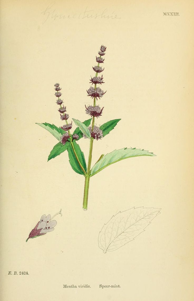 an illustration of a plant with purple flowers