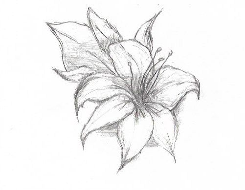 a pencil drawing of a flower