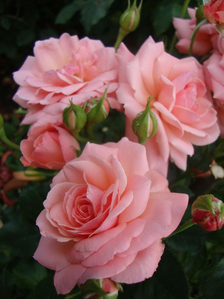 pink roses are blooming in the garden