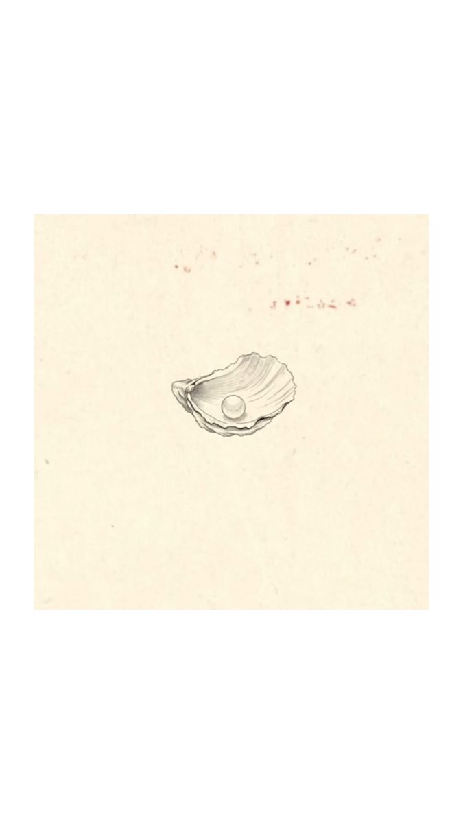 an ink drawing of a shell on paper