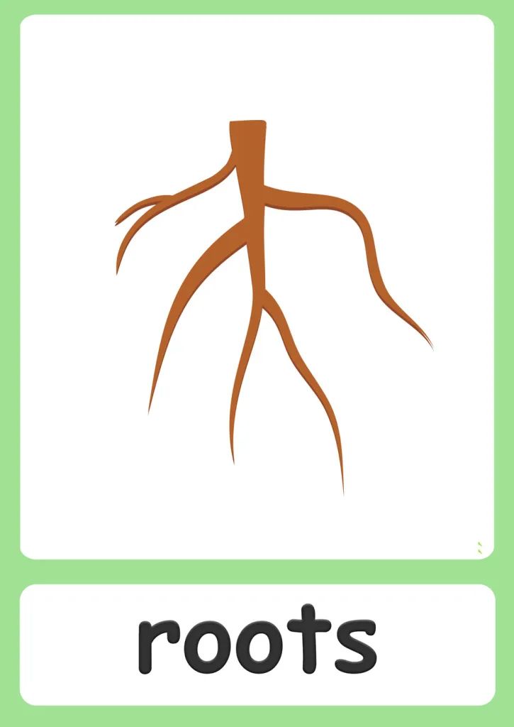 the root is labeled in brown and green, with words below it that read roots