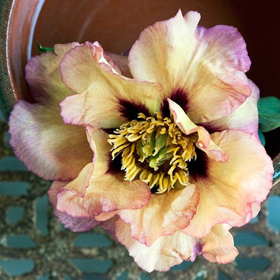 a pink and yellow flower sitting in a metal pot on the ground next to a tile floor