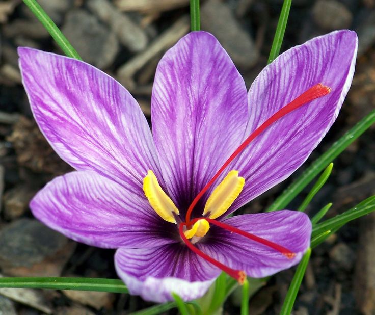 a purple flower with yellow stamen and red stamen