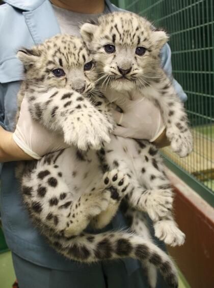 two baby snow leopards being held in their arms