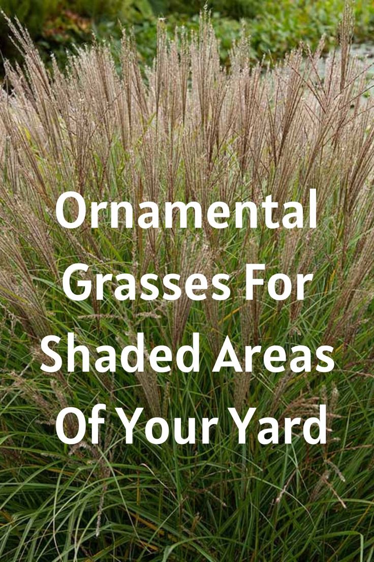 ornamental grasses for shade Front Yard Landscaping For Shaded Area, Grasses For Shaded Areas, Front Yard Landscaping Shaded Area, Landscaping For Shaded Areas, Landscaping Shaded Areas, Shade Grasses Ornamental, Shaded Landscape Ideas, Shady Front Yard Landscaping, Shady Backyard Landscaping