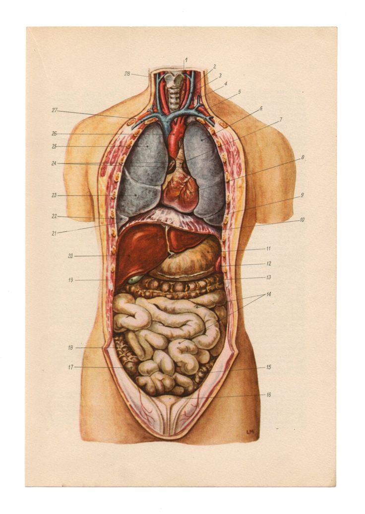 a diagram of the human body with organs