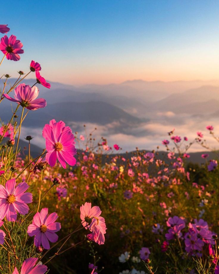 pink flowers in the foreground with mountains and clouds in the backgrounnd