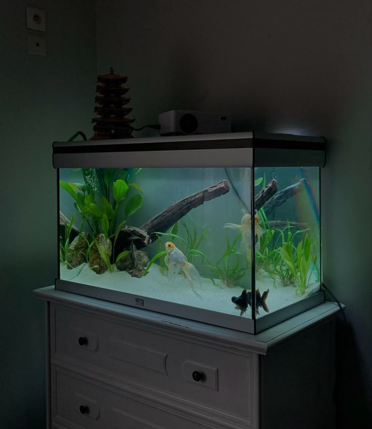 an aquarium with fish and plants in it on top of a white dresser next to a green wall