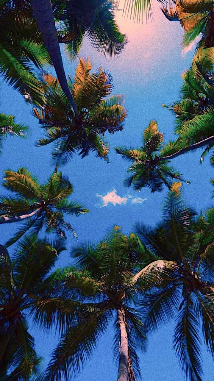 looking up at the tops of palm trees in front of a blue sky with clouds