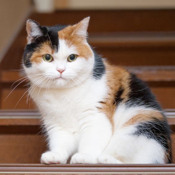 a calico cat sitting on top of a wooden stair case in front of stairs