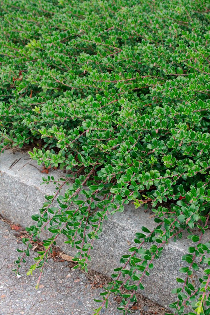 some green plants growing on the side of a road