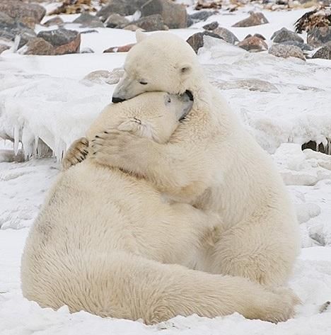 a polar bear sitting in the snow with it's head on its back and eyes closed