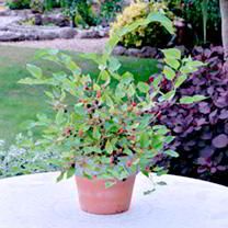 a potted plant sitting on top of a table in front of some flowers and bushes