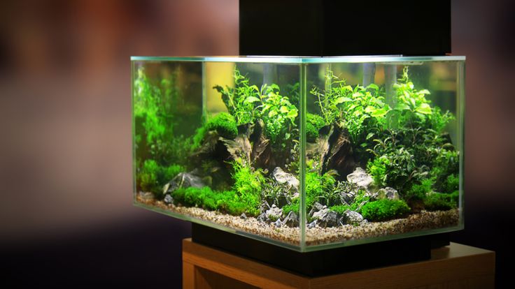 an aquarium filled with green plants and rocks