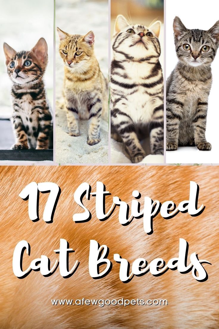 cat breeds with the words 17 striped cat breeds on it's front and back