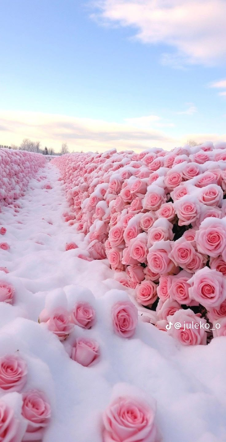 many pink roses are in the snow