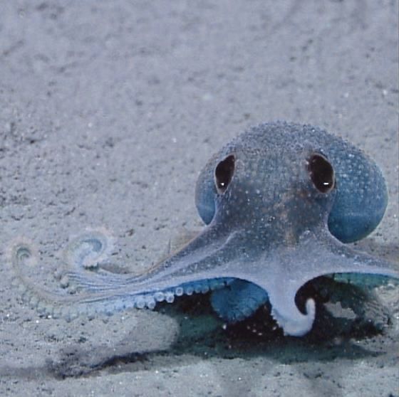 an octopus in the sand with its mouth open