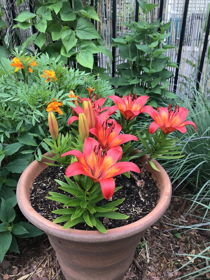 a potted plant with red flowers and green leaves in the middle of a garden