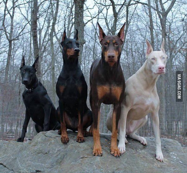 three black and white dogs sitting on top of a rock in the middle of a forest