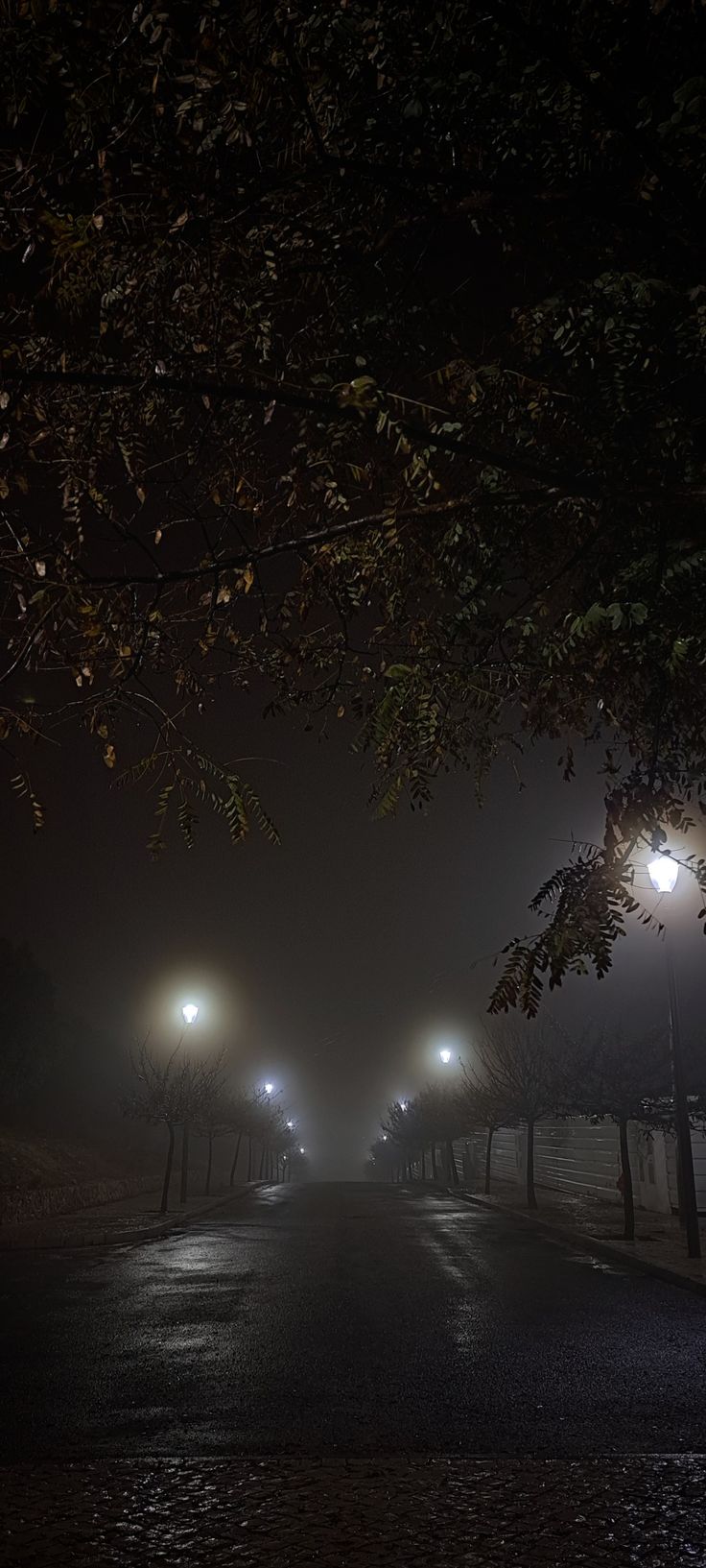 foggy night with street lights in the foreground and trees on the other side