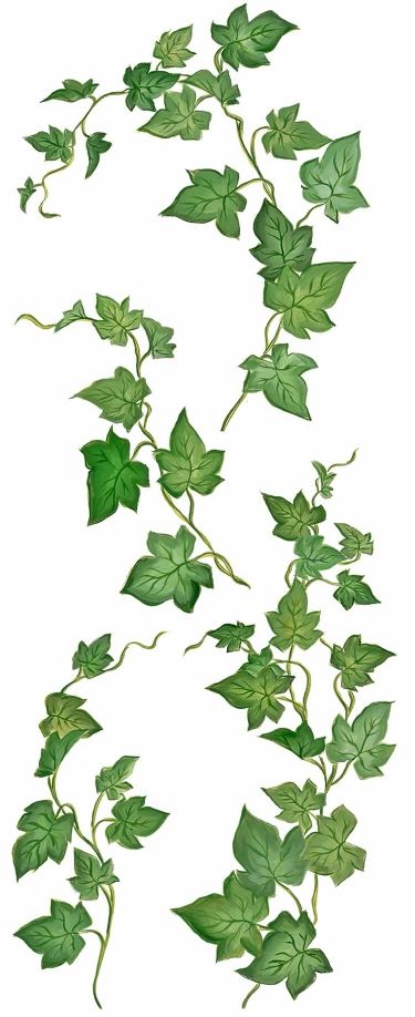 a drawing of green leaves on a white background