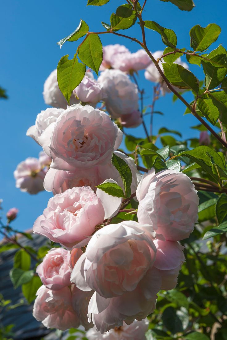 pink flowers blooming on the branches of a tree