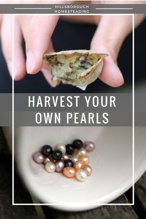 a person holding a piece of food in their hand with the words harvest your own pearls on it