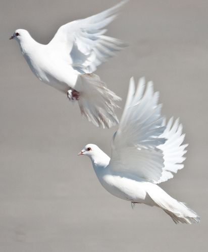 two white birds flying in the air next to each other with their wings spread out