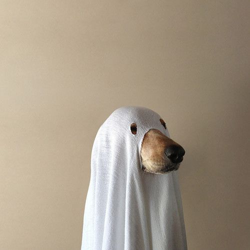 a dog wearing a white cloth covering it's face