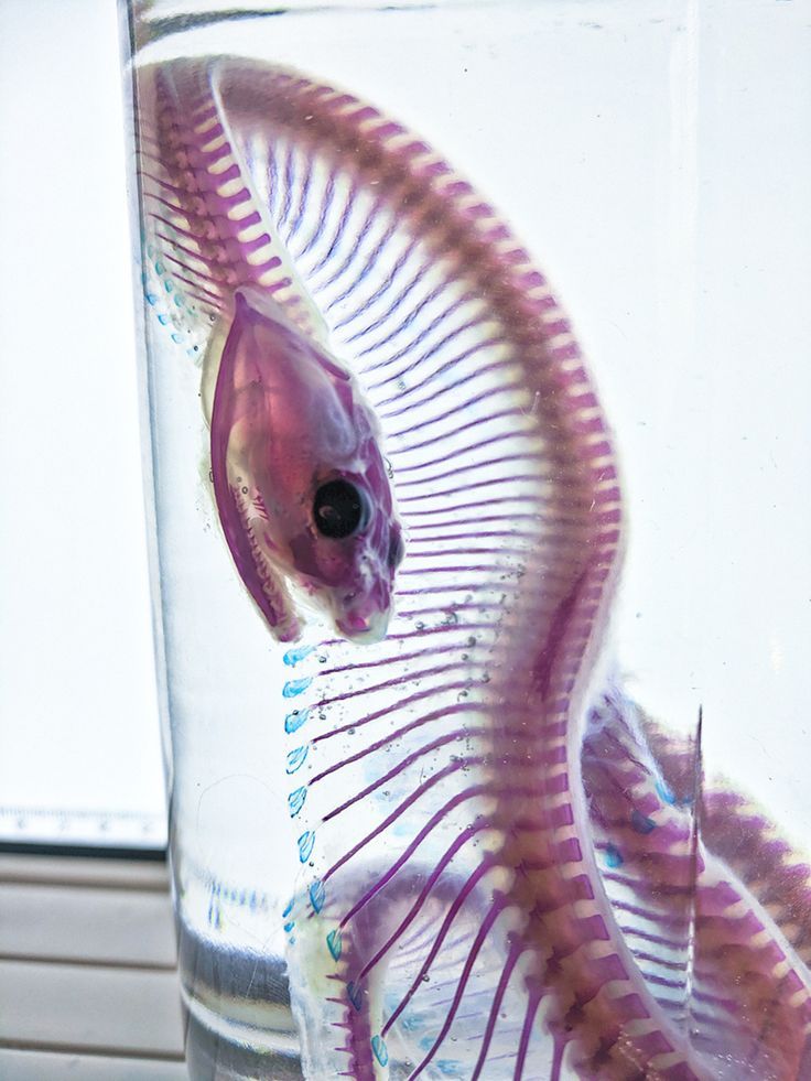 a pink fish in a glass filled with water