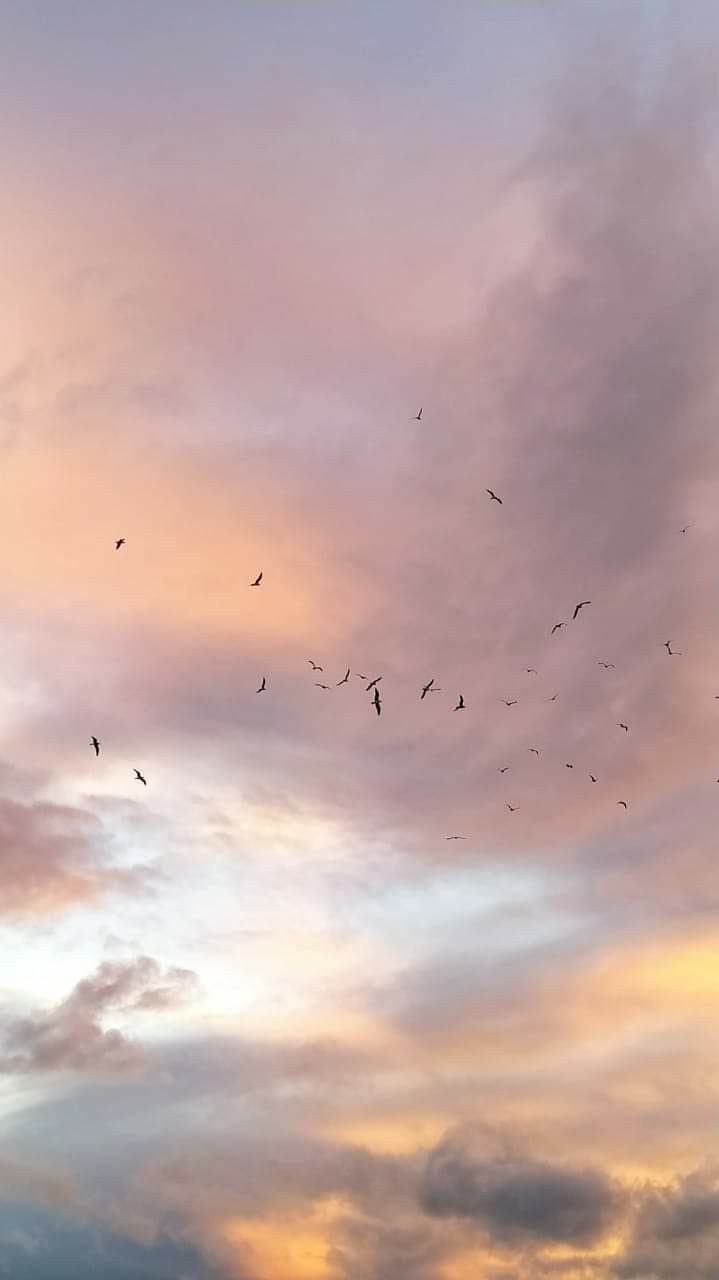 a flock of birds flying in the sky at sunset or dawn with pink and blue clouds