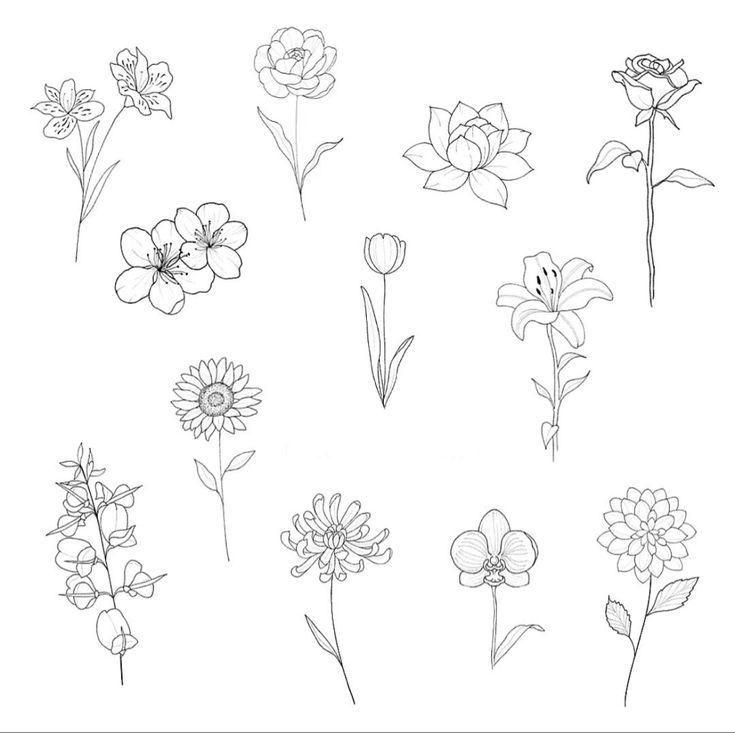 some flowers that are drawn in black and white, with the words canna elements