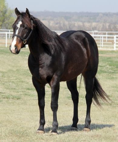 a black horse standing on top of a grass covered field