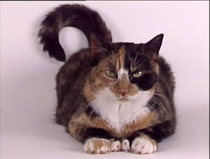 a calico cat sitting on the ground looking at the camera