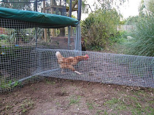 a chicken in a cage on the ground