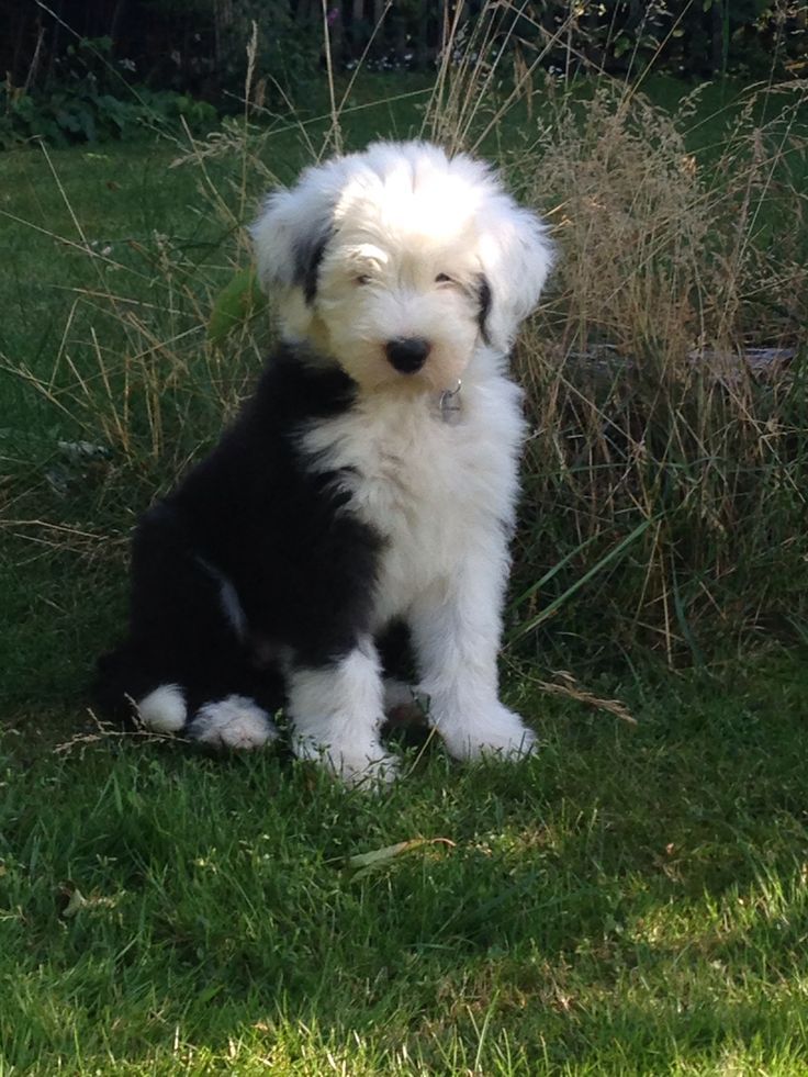 a black and white dog sitting in the grass